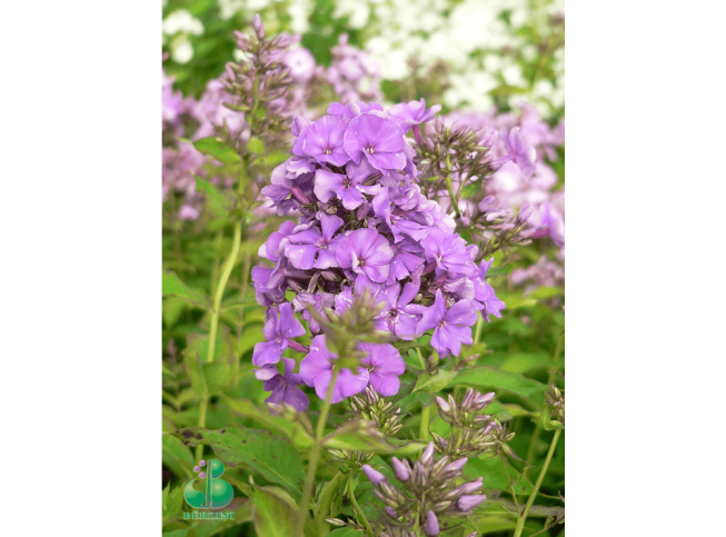 Phlox paniculata   'Skyscraper'